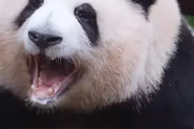 🐼“花花”变身花向导🌸🌷春天打卡小分队快跟上~图片