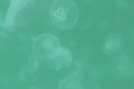 星光岛附近海域出现成片水母 晶莹透亮颇具观赏性图片