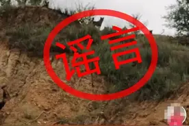 陕西一地“群狼”出没？警方辟谣图片