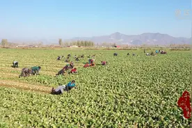 千城百县看中国｜河北卢龙：冬菜采收忙图片