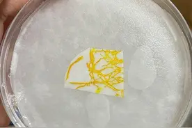 年轻人开始养黏菌当宠物，有人一株黏菌养7年多图片