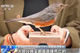 城市玻璃幕墙居然成了“鸟类杀手”？图片