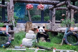 大熊猫丫丫迎来24岁本命年生日图片