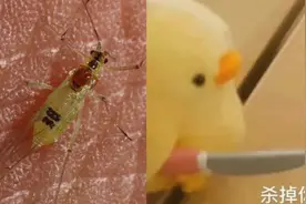男子发现蚊子身上带有神秘编号“38”！它究竟是执行监视任务的昆虫，还是特工？图片