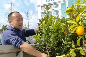 优质杨梅苗是抢手货！靖州：春来苗木俏，购销正当时图片