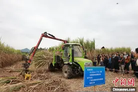 全国甘蔗机收现场推进会广西举办 破解机械化收获难题图片