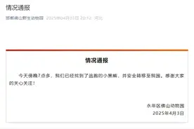 全网通缉的“在逃熊”找到了！与熊狭路相逢如何逃生？图片