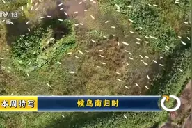 候鸟南归时 快收下这份“观赏指南”吧图片