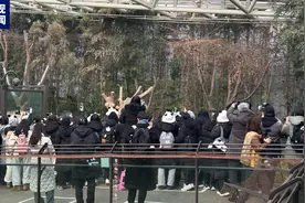 大熊猫“福宝”回国前最后一日公众展出，数千韩国民众前往送别图片