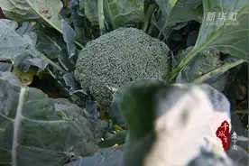 千城百县看中国｜河北大城：种下西兰花 开出“致富花”图片