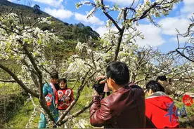 “中国李乡”信宜钱排10万亩李花次第盛开图片