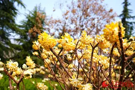 陕西西安：古城花开迎春来图片