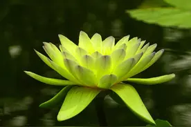 好运莲莲！绿色莲花自带清凉感图片