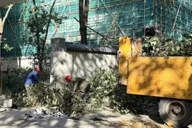 长在邻居家的树枝如何修剪？三方协同除隐患图片