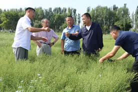 小小亚麻籽见证中哈经贸往来日益密切图片
