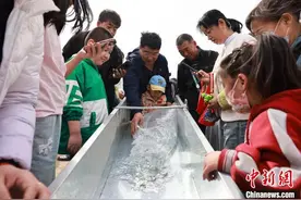 “华夏东极”抚远：35万尾大马哈鱼苗放流中俄界江黑龙江图片