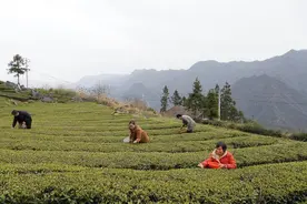 近40万亩茶园陆续开采，荒野茶成新宠图片