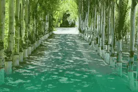 学习·知行丨书写绿色奇迹 习近平指引走好中国特色防沙治沙之路图片