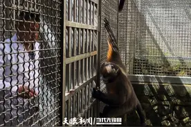 探访“地球独生子” ②｜陈老七与黔金丝猴的人猴情缘图片