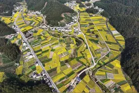 安徽歙县：缘何花中偏爱菊图片
