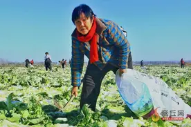 蔬菜采收忙图片