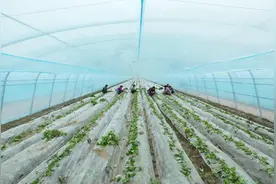 河北行唐：脱毒薯苗扩繁忙图片