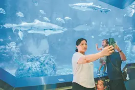 大湾区暑期旅游热度高图片