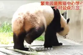 中国大熊猫保护研究中心：福宝适应越来越好，对偷拍已报警图片