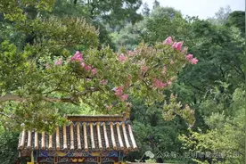满园粉黛紫！黑龙潭公园300年紫薇古树花开绚烂图片