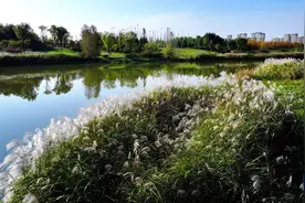 美丽中国丨陕西：沣河秋景胜春朝图片