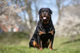 成都更新禁养犬种，罗威纳犬等在列图片