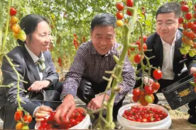 播洒金融及时雨——韩城农村商业银行支持“三农”见闻图片