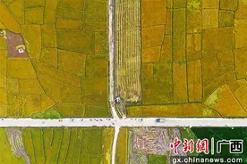 广西桂平：田间好“丰”景 喜悦“稻”不尽图片