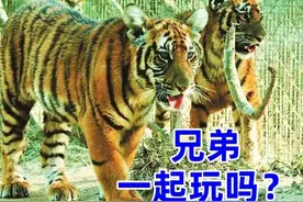 就是这么“虎”！盘点福建梅花山养老虎的那些事儿图片