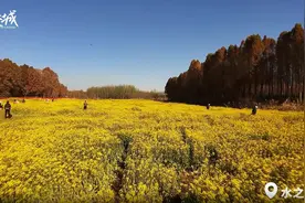 穿越春城｜坐稳扶好！第一视角带你飞“阅”昆明，感受花式浪漫图片