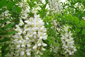 维生素C是苹果的10倍！这种花营养丰富又鲜美，现在吃正好图片