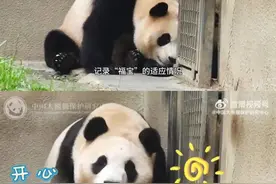 “福宝”被偷拍，熊猫中心：已报警！图片