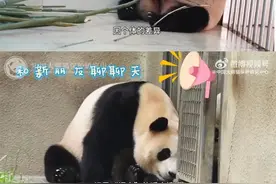 “福宝”被偷拍，熊猫中心：已报警！图片