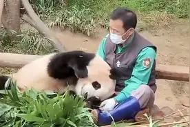 句句催泪！饲养员姜爷爷告别福宝：谢谢你带来很多幸福图片