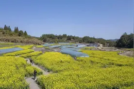 藏不住了！德化这里开了！油菜花、樱花……图片
