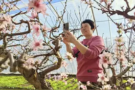 平谷600余栋大棚桃花陆续开放 喜迎新春佳节图片