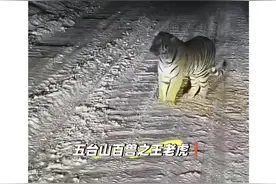 山西五台山景区北门有老虎？当地文旅局：景区没见过图片