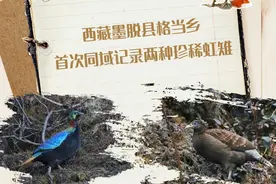 喜马拉雅秘境现生命奇迹！西藏墨脱县格当乡首次同域记录两种珍稀虹雉图片