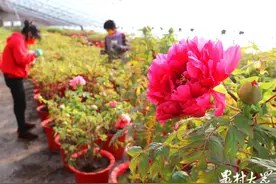 菏泽花农“妙手催花”，60万盆鲜花牡丹俏销全国图片