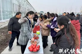 37个品种番茄大PK，“儿时的味道”获胜图片