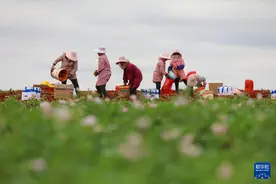 云南陆良：小春马铃薯丰收图片