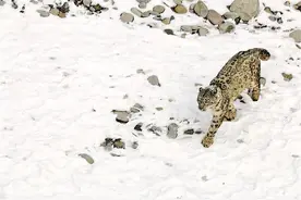 贺兰山再添雪豹新成员图片