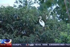 我国最大的石化冶炼企业里 藏着一个生态园图片