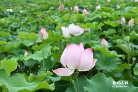 到闽侯溪源村游古厝赏荷花图片