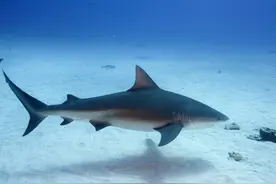多人被咬伤！广西北海不明生物是鲨鱼吗？专家：全球变暖致鲨鱼频现近海岸、肉食性鱼类更易怒图片
